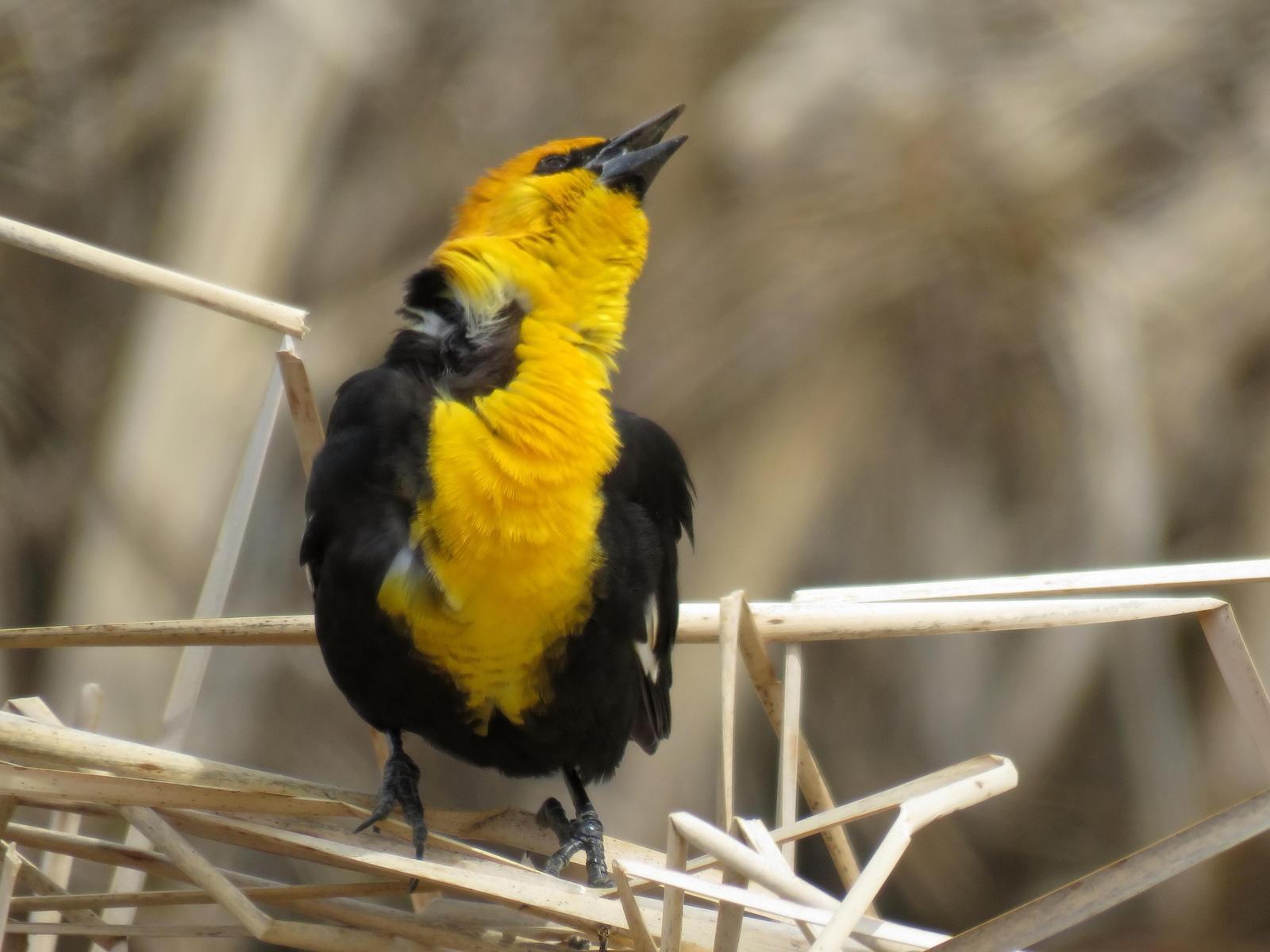 Yellow-headed Blackbird Photo by Kent Jensen