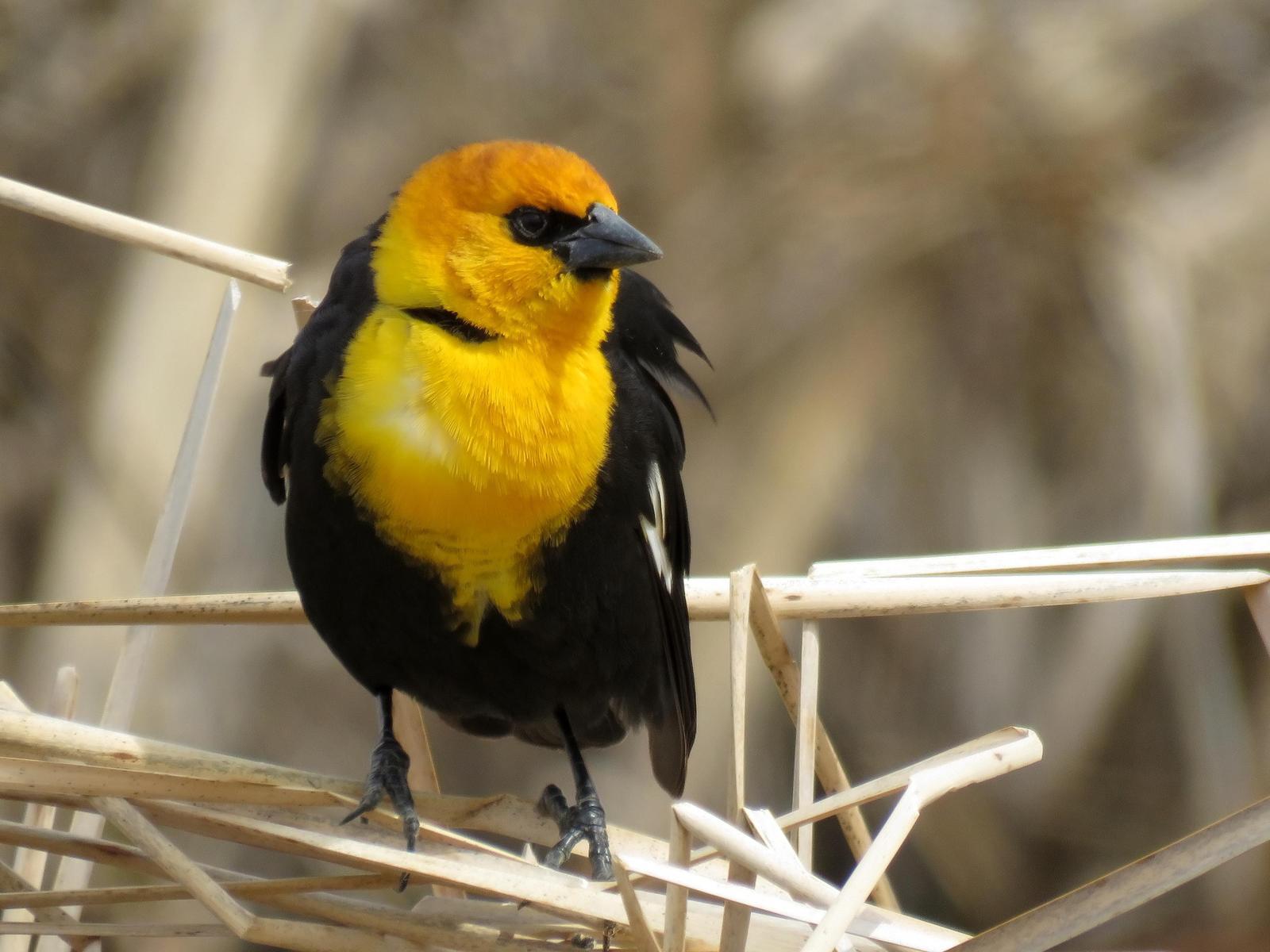 Yellow-headed Blackbird Photo by Kent Jensen