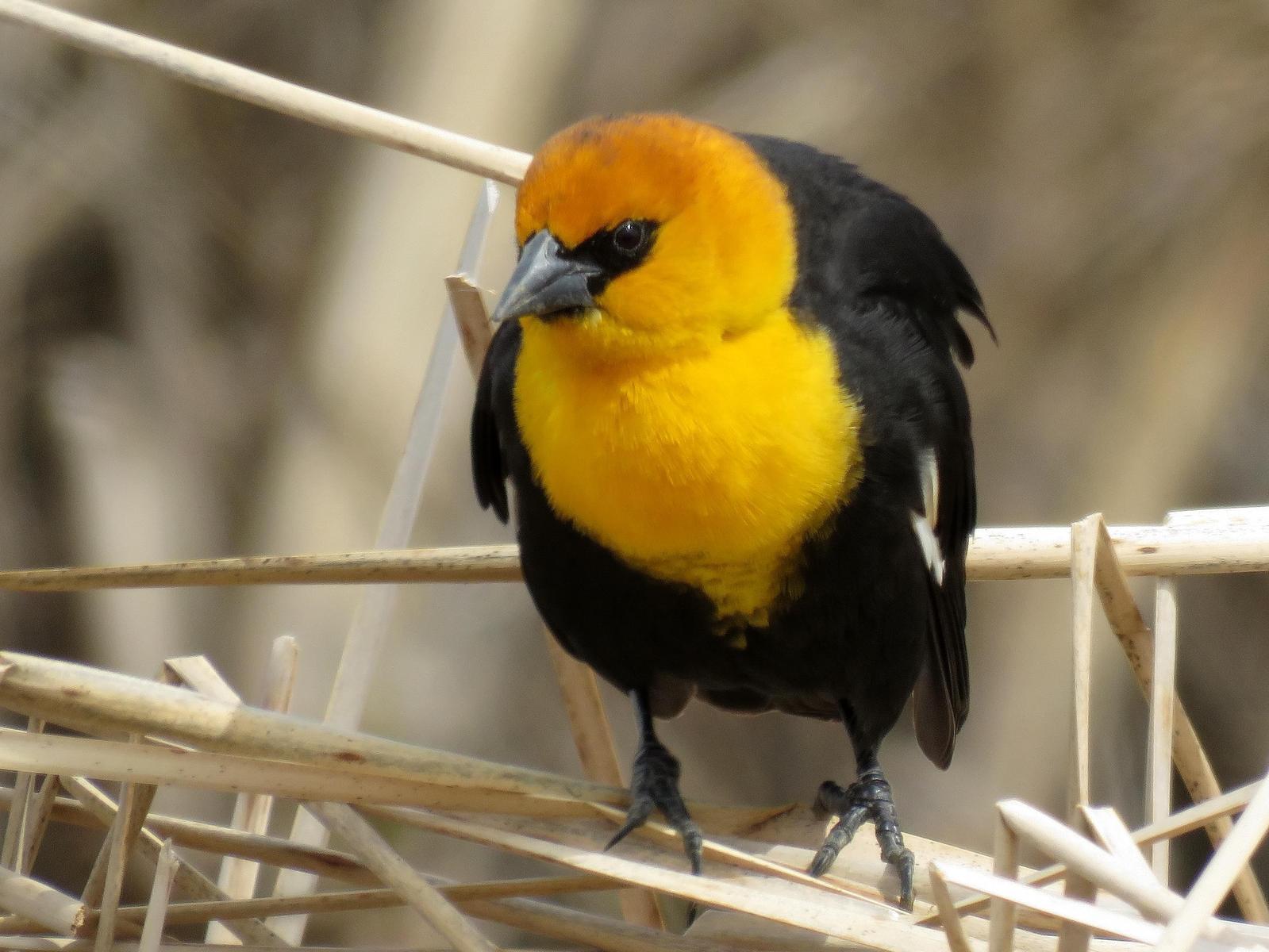 Yellow-headed Blackbird Photo by Kent Jensen
