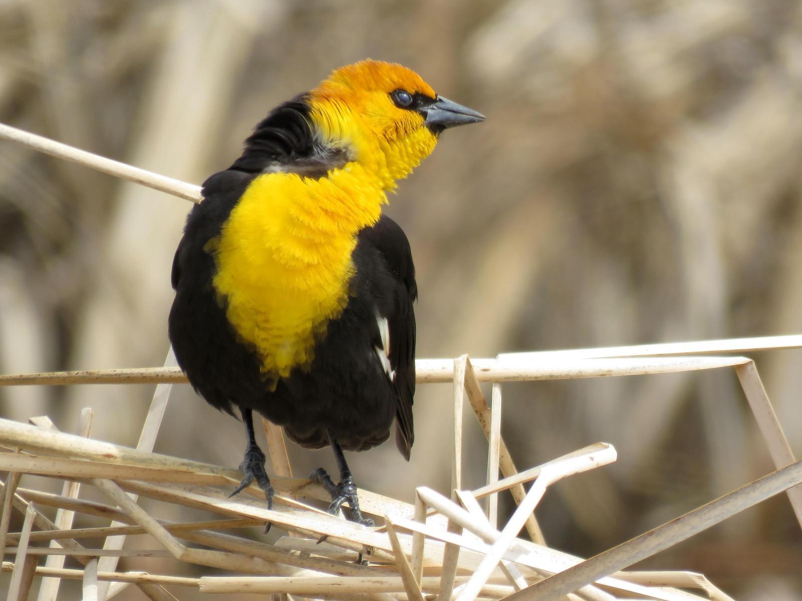 Yellow-headed Blackbird Photo by Kent Jensen