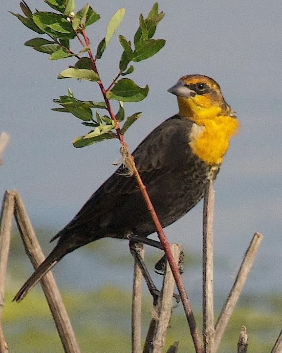 Yellow-headed Blackbird Photo by Gerald Hoekstra