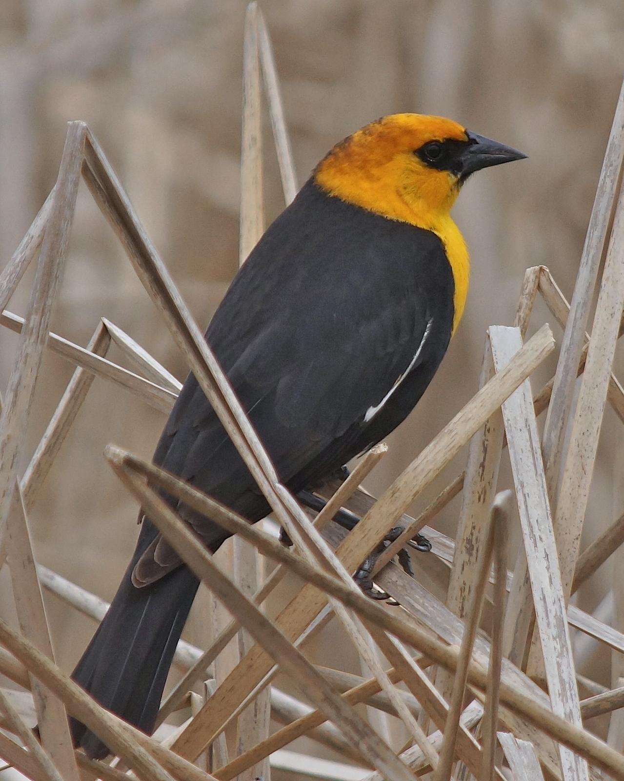 Yellow-headed Blackbird Photo by Gerald Hoekstra