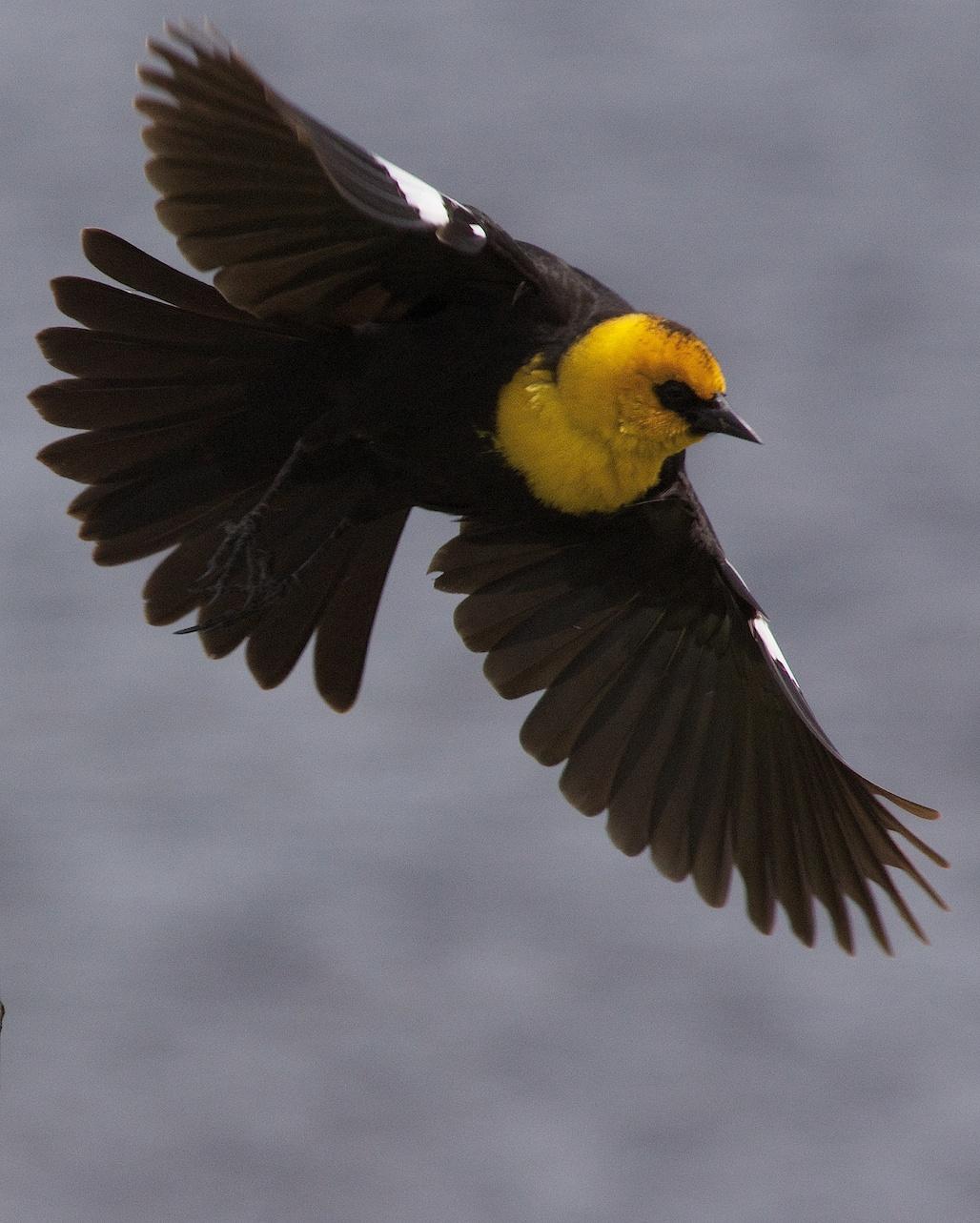 Yellow-headed Blackbird Photo by Gerald Hoekstra