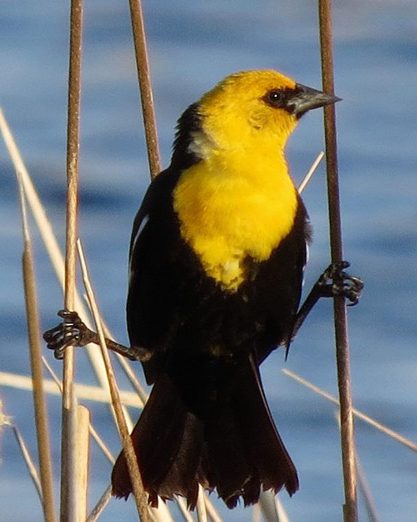 Yellow-headed Blackbird Photo by Kelly Preheim