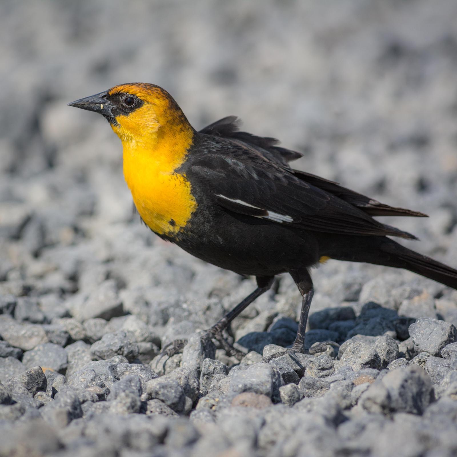 Yellow-headed Blackbird Photo by Jesse Hodges