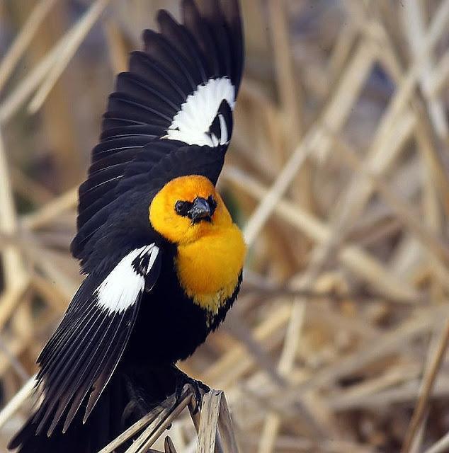 Yellow-headed Blackbird Photo by Dan Tallman