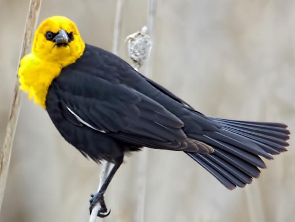 Yellow-headed Blackbird Photo by Dan Tallman