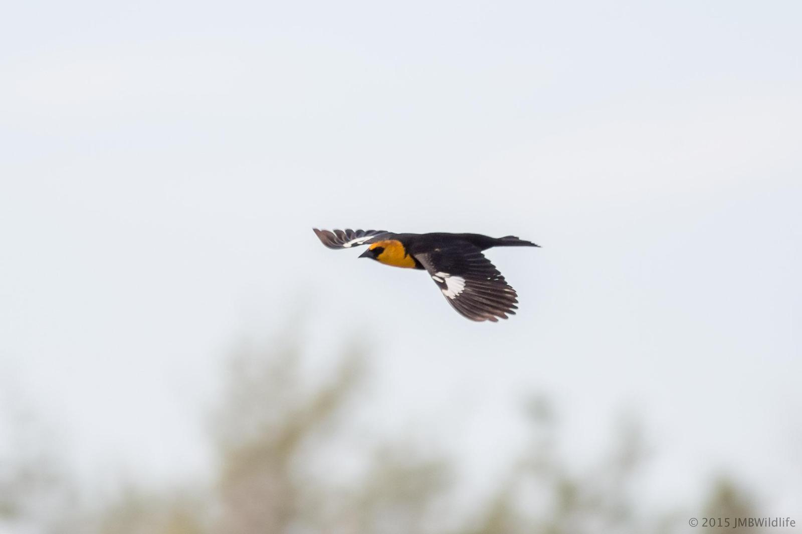 Yellow-headed Blackbird Photo by Jeff Bray