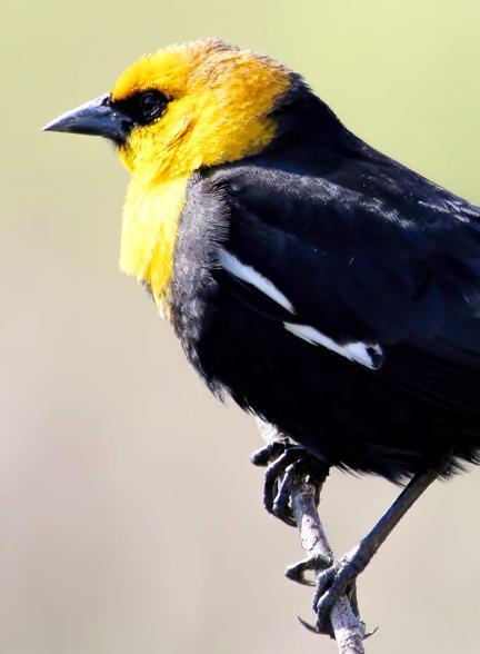 Yellow-headed Blackbird Photo by Dan Tallman