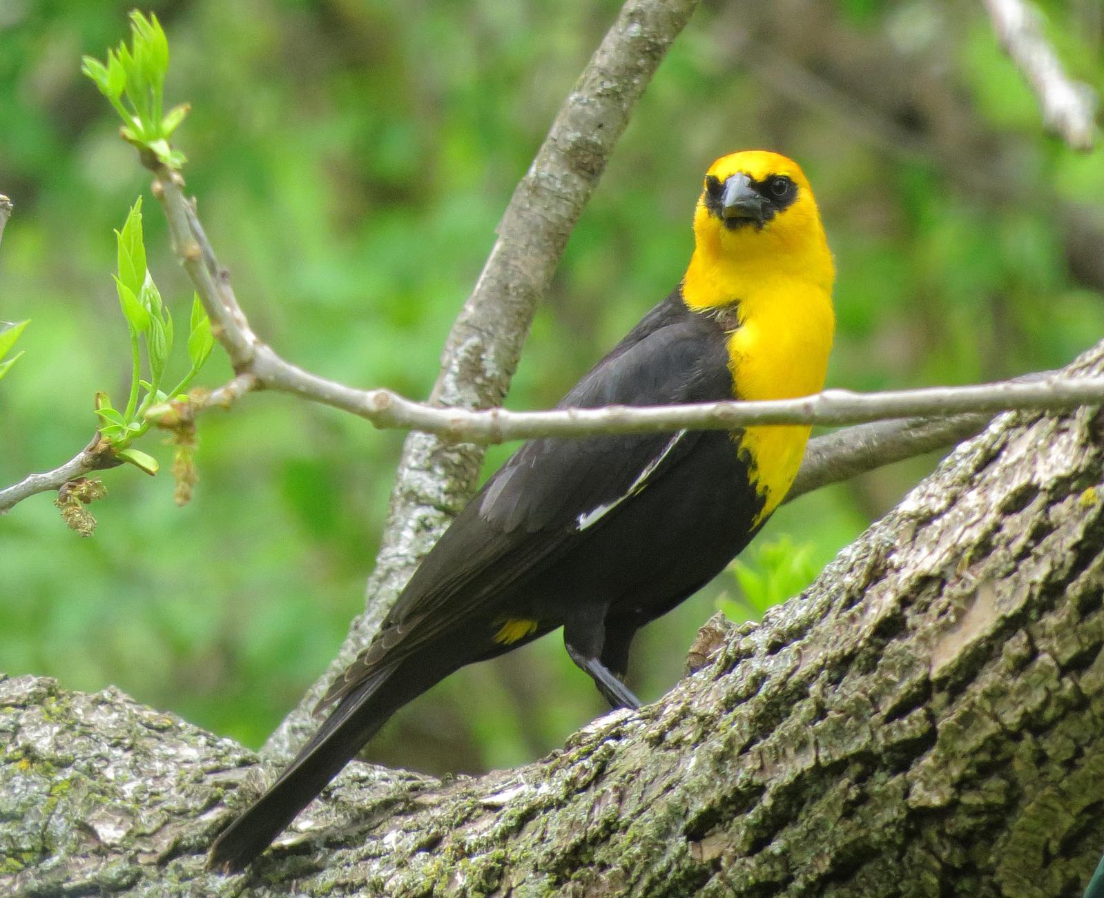 Yellow-headed Blackbird Photo by Kent Jensen