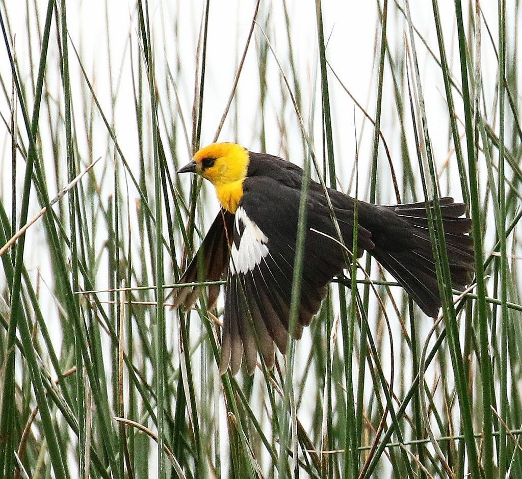 Yellow-headed Blackbird Photo by Vicki Miller