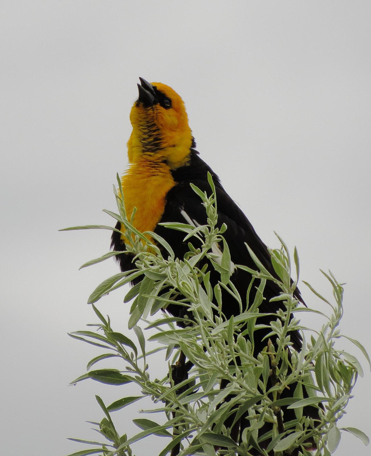 Yellow-headed Blackbird Photo by Kent Jensen