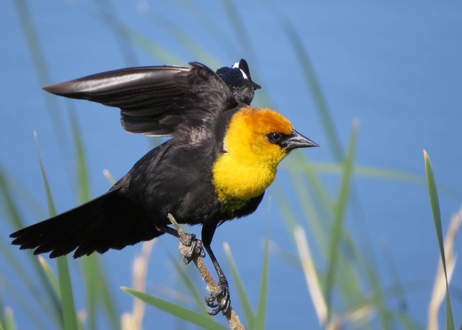 Yellow-headed Blackbird Photo by Kelly Preheim