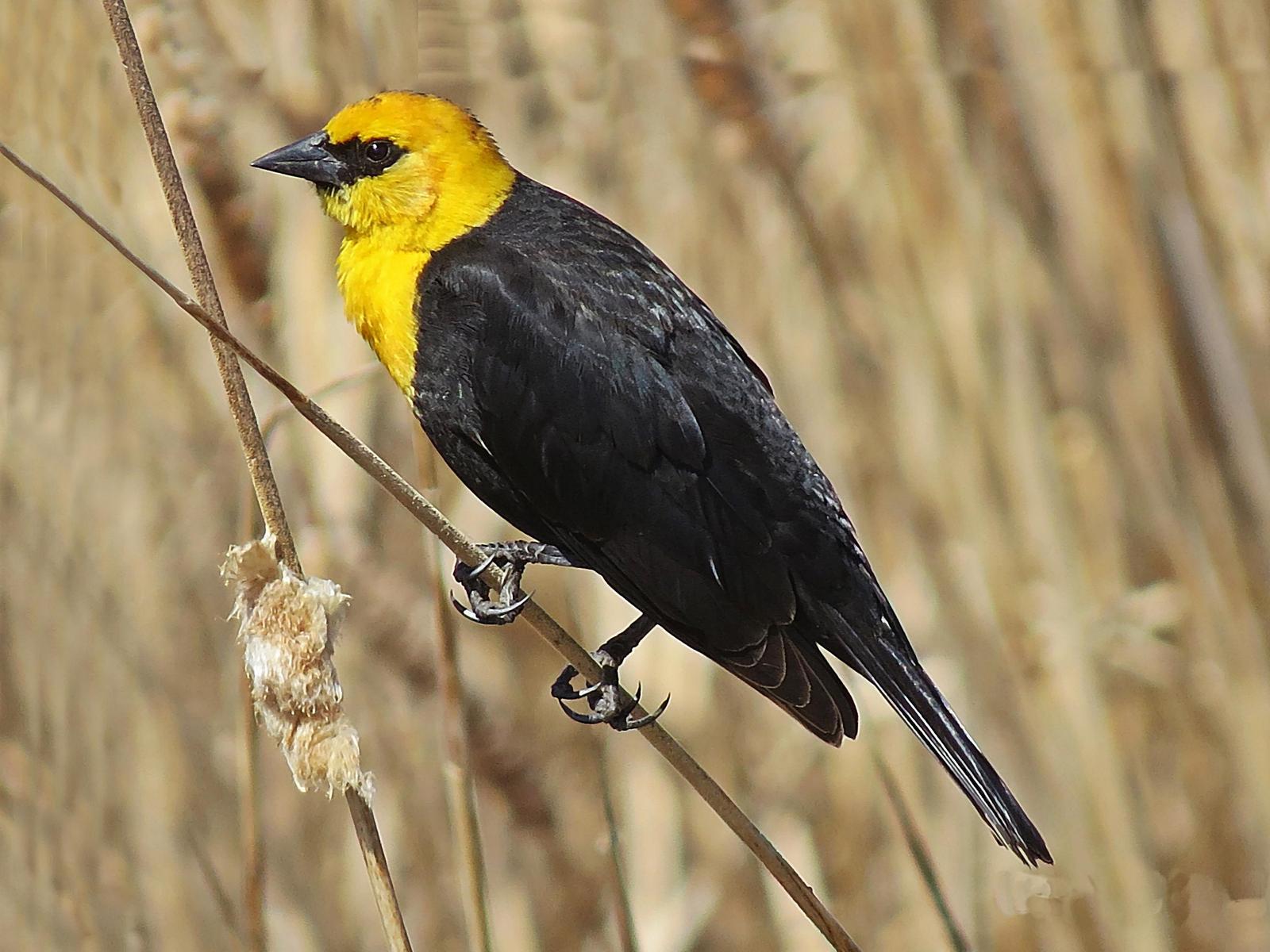 Yellow-headed Blackbird Photo by Bob Neugebauer