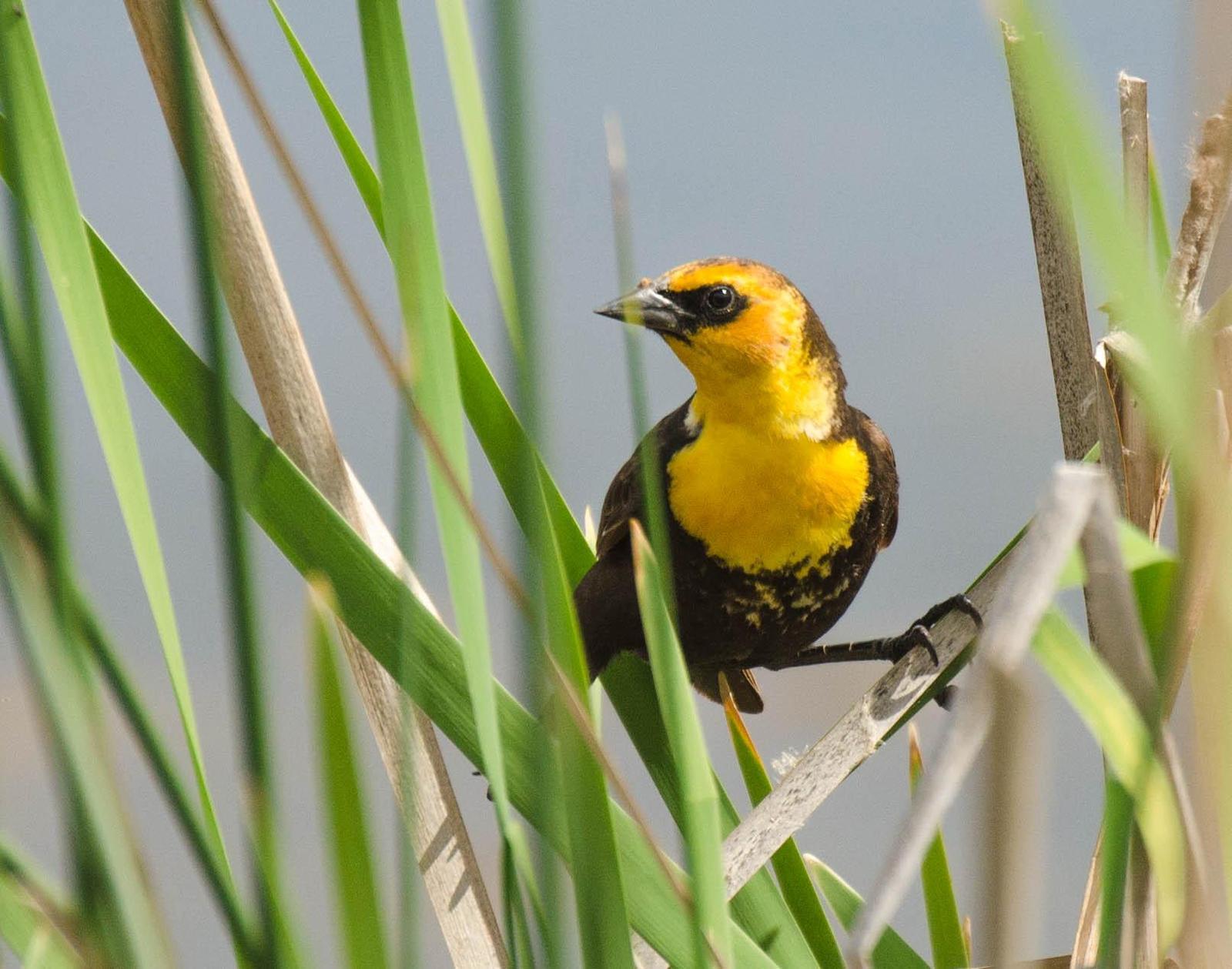 Yellow-headed Blackbird Photo by Scott Yerges