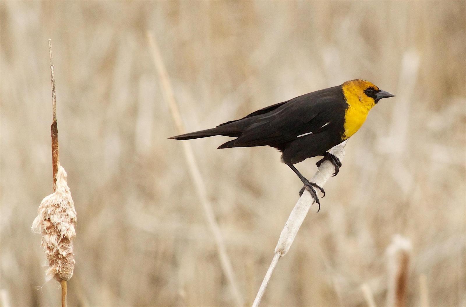 Yellow-headed Blackbird Photo by Kathryn Keith