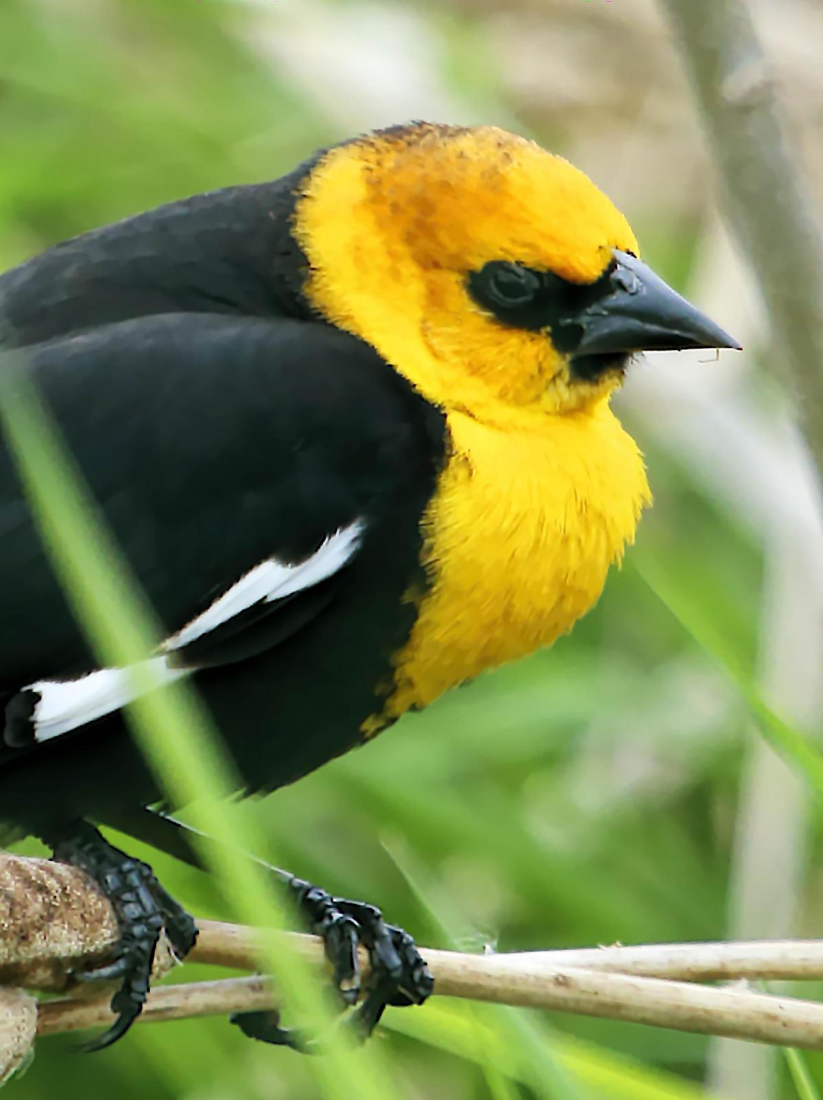Yellow-headed Blackbird Photo by Dan Tallman