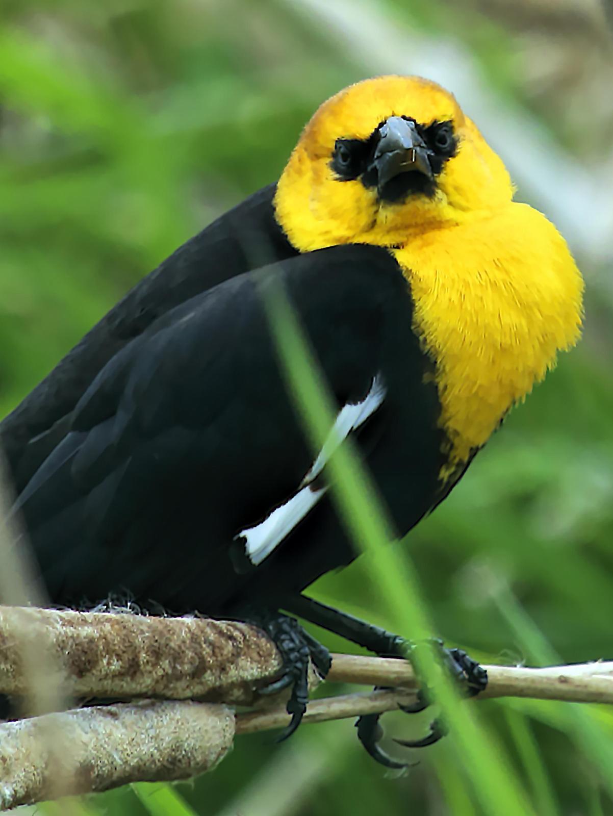 Yellow-headed Blackbird Photo by Dan Tallman