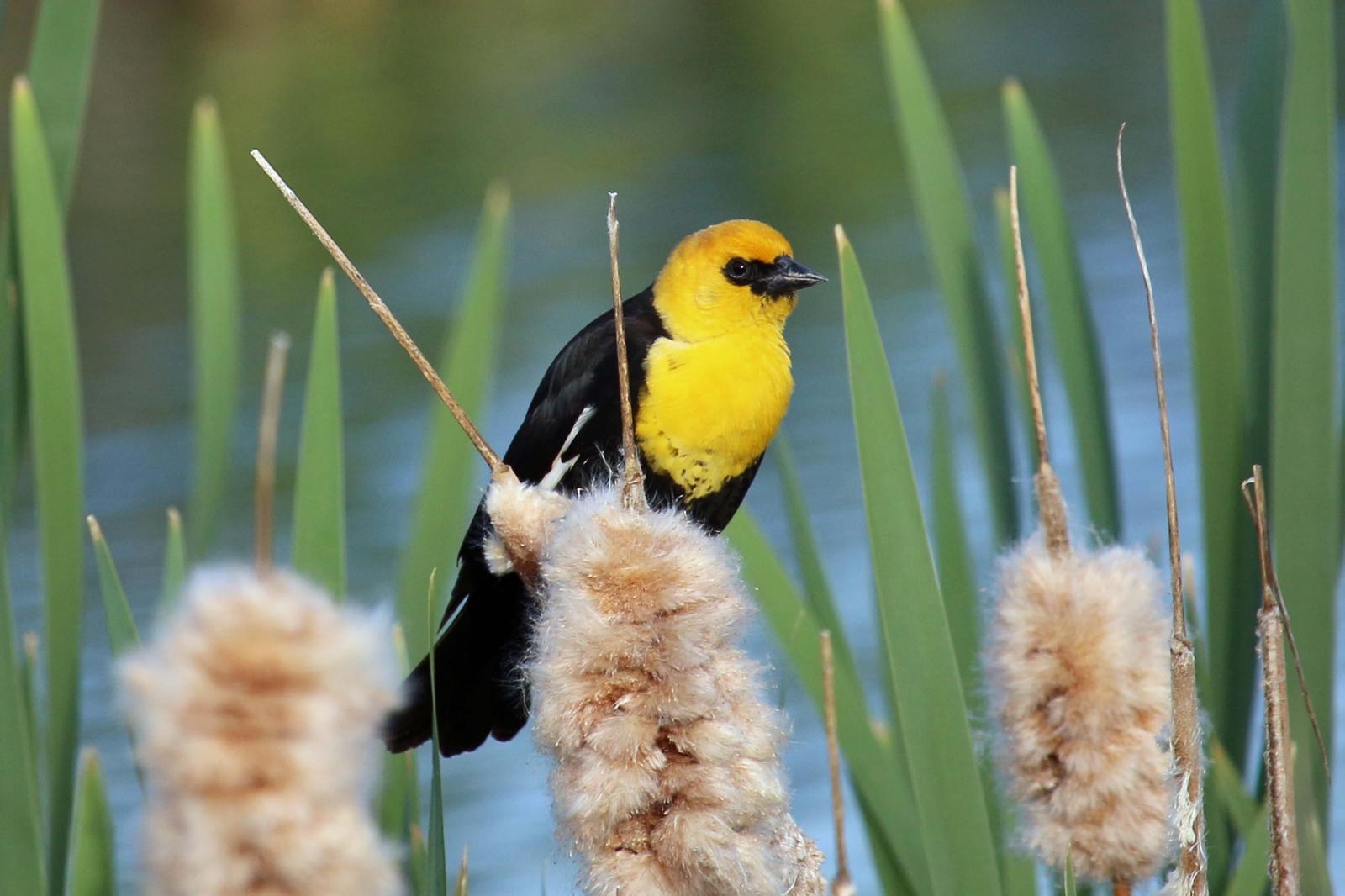 Yellow-headed Blackbird Photo by Roblyn Brown