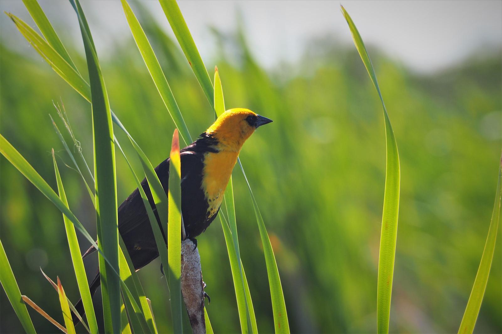 Yellow-headed Blackbird Photo by Colin Hill