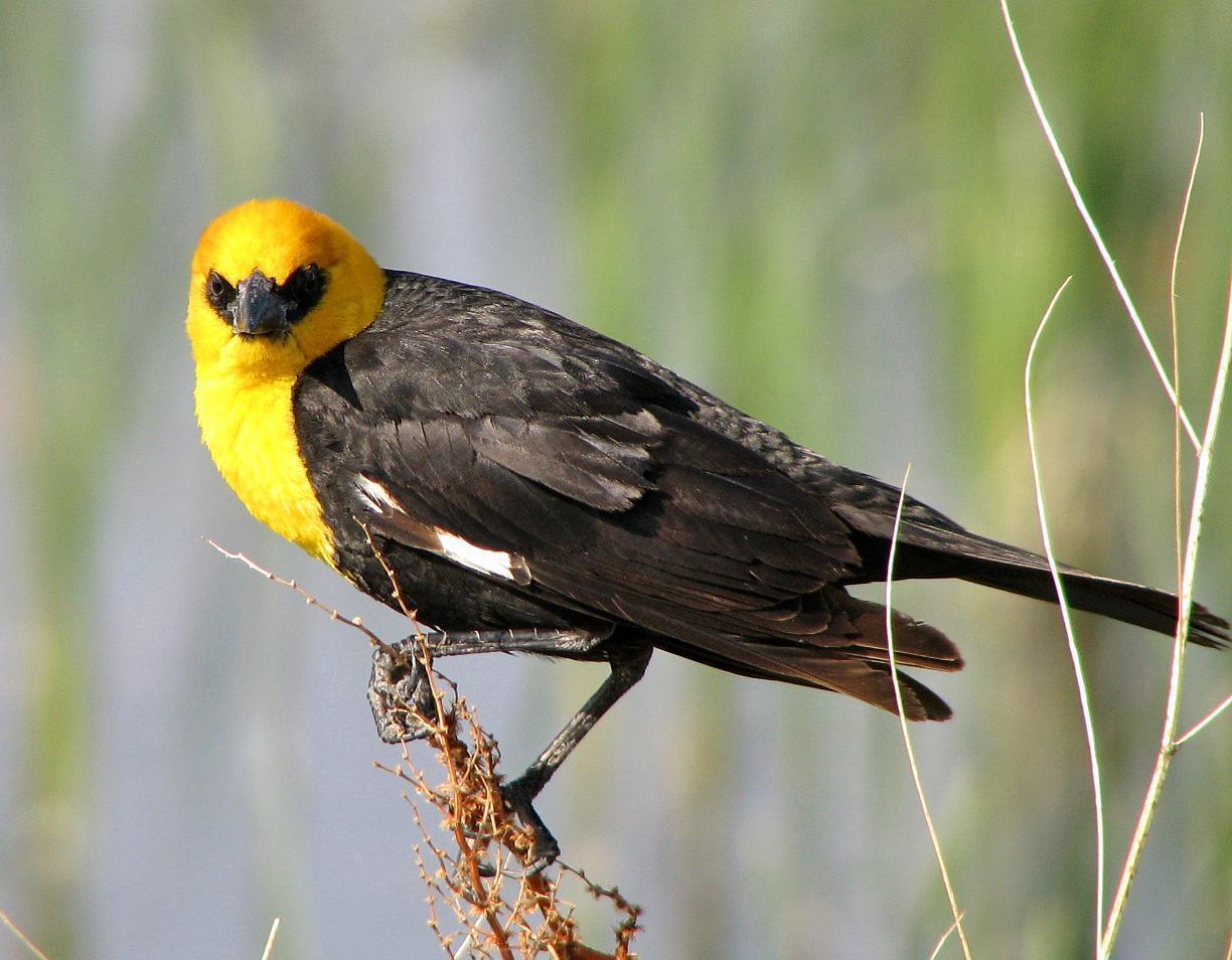 Yellow-headed Blackbird Photo by Tom Gannon