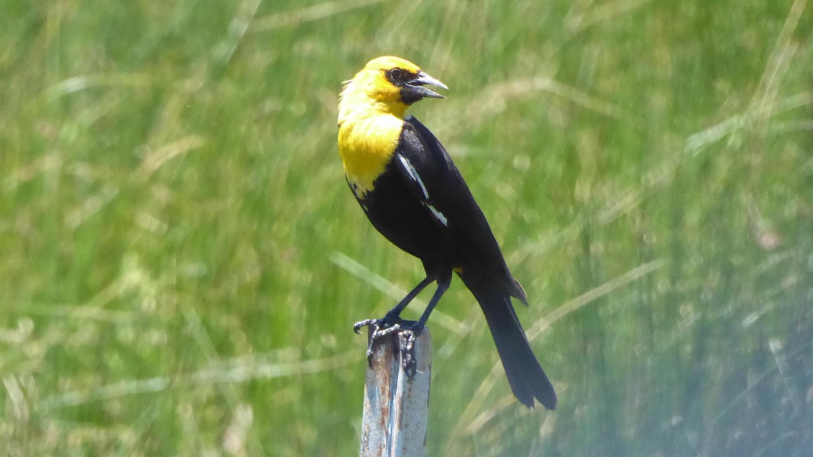 Yellow-headed Blackbird Photo by Daliel Leite