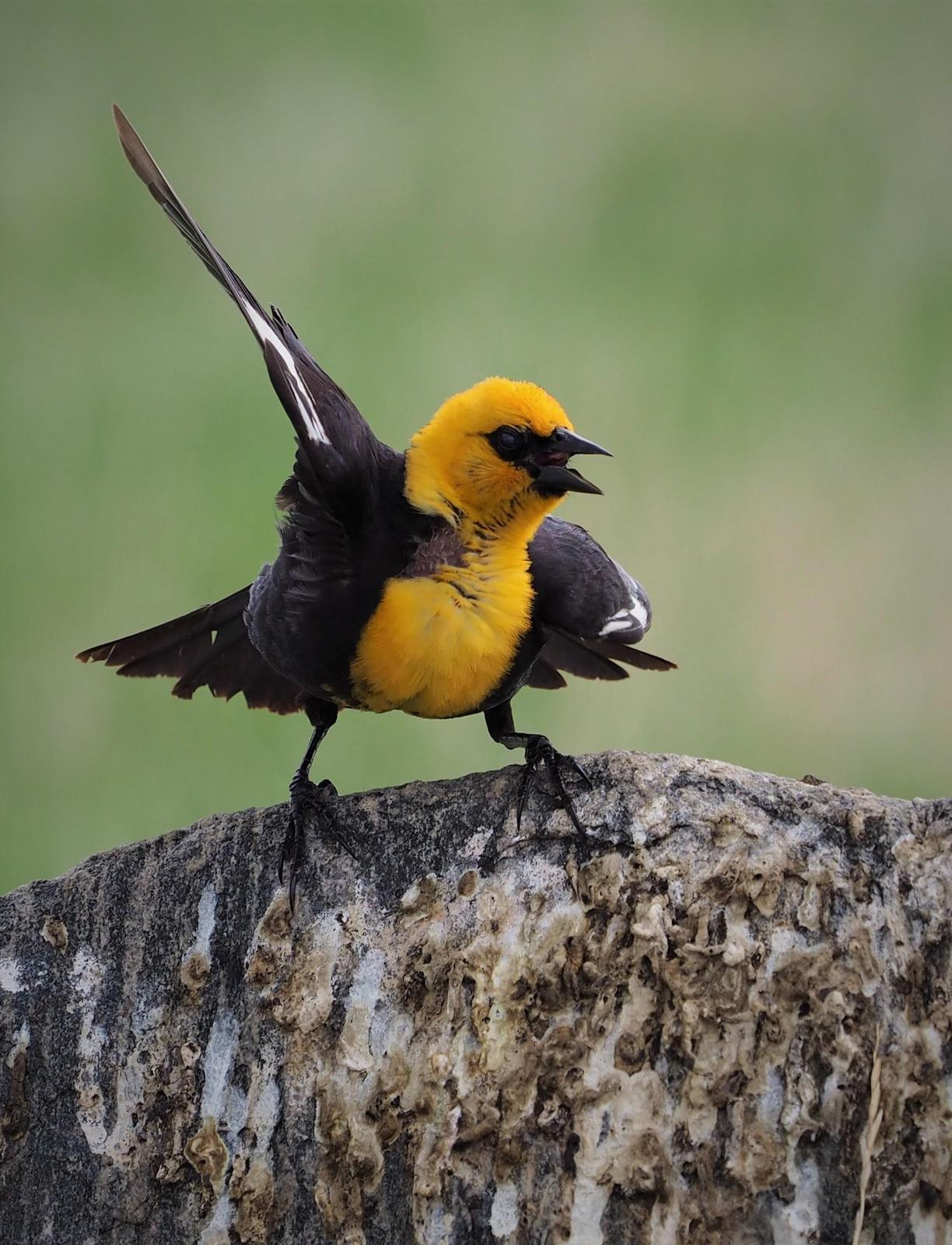 Yellow-headed Blackbird Photo by Colin Hill
