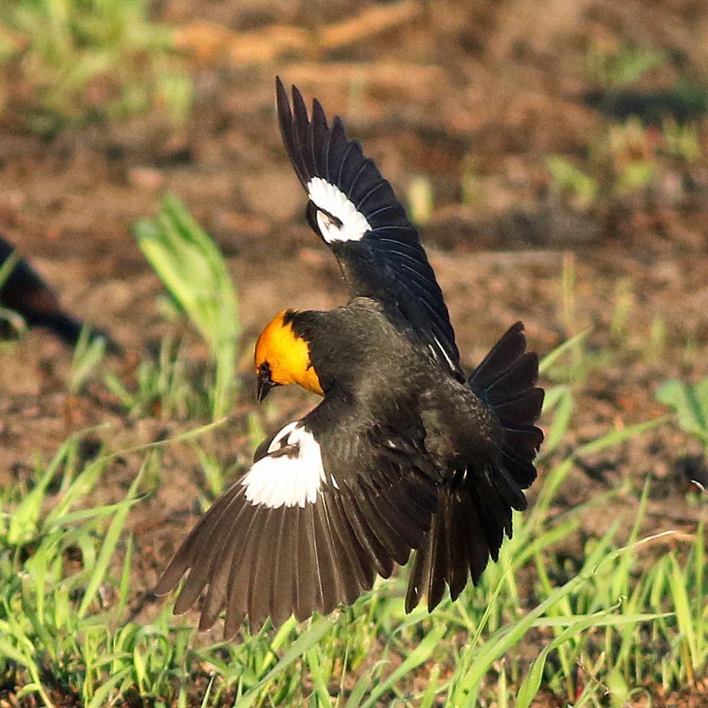 Yellow-headed Blackbird Photo by Tom Gannon