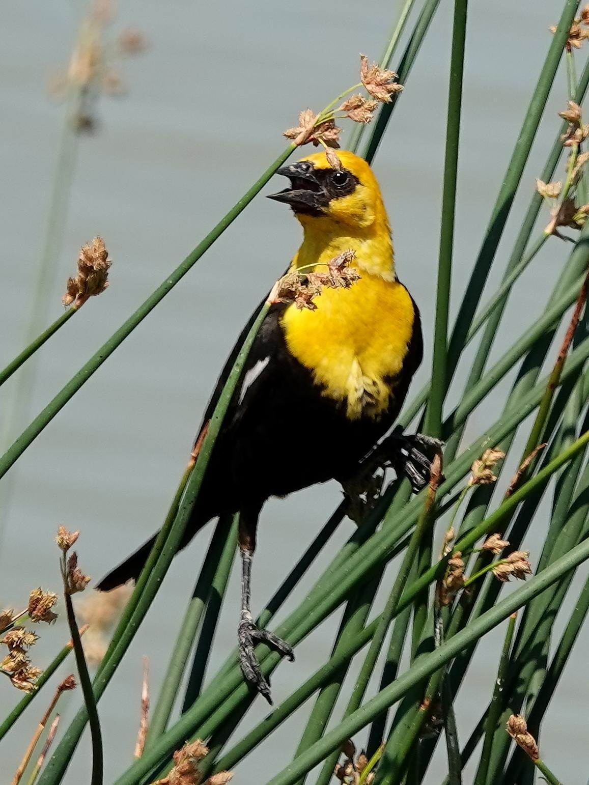 Yellow-headed Blackbird Photo by Kent Jensen