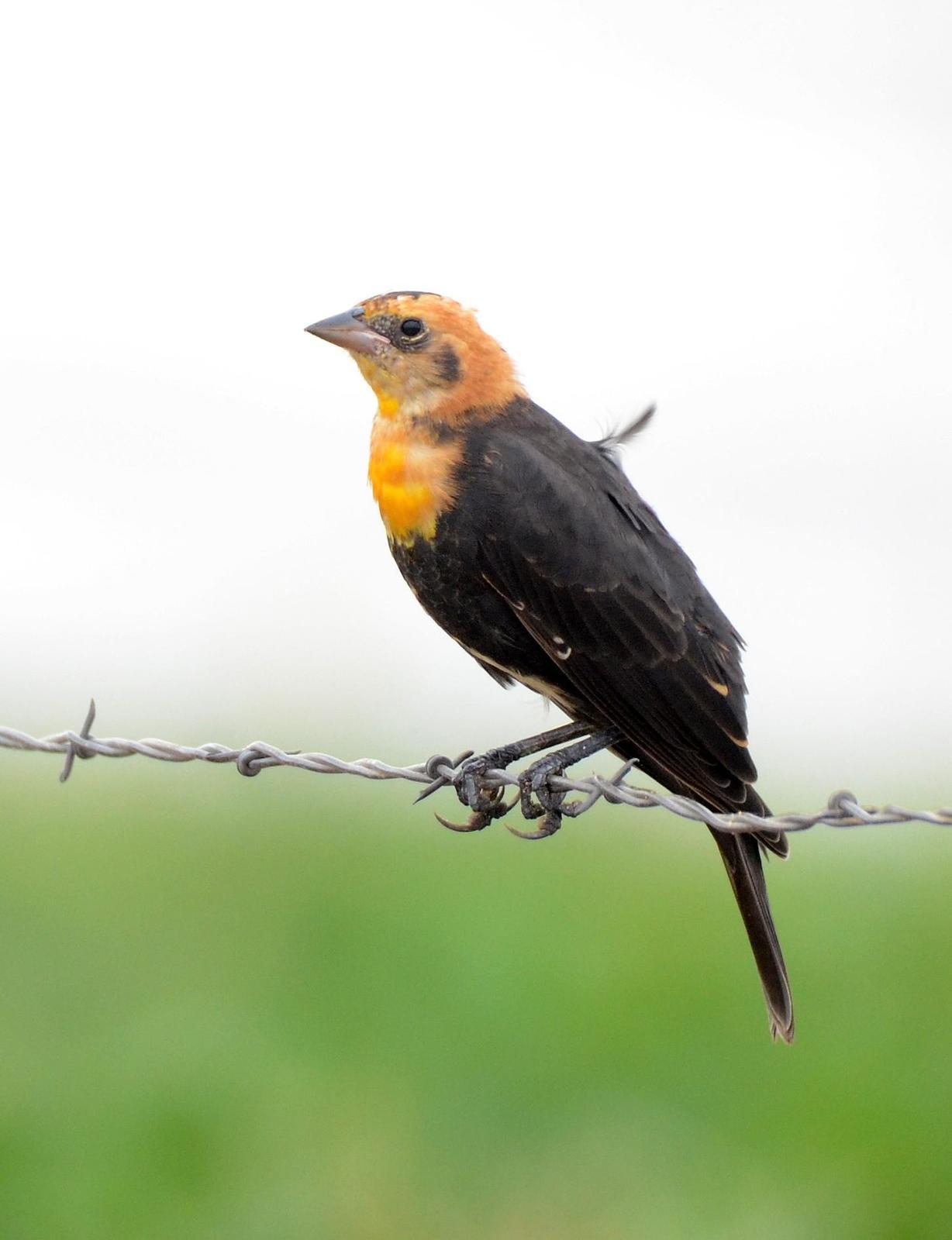 Yellow-headed Blackbird Photo by Steven Mlodinow