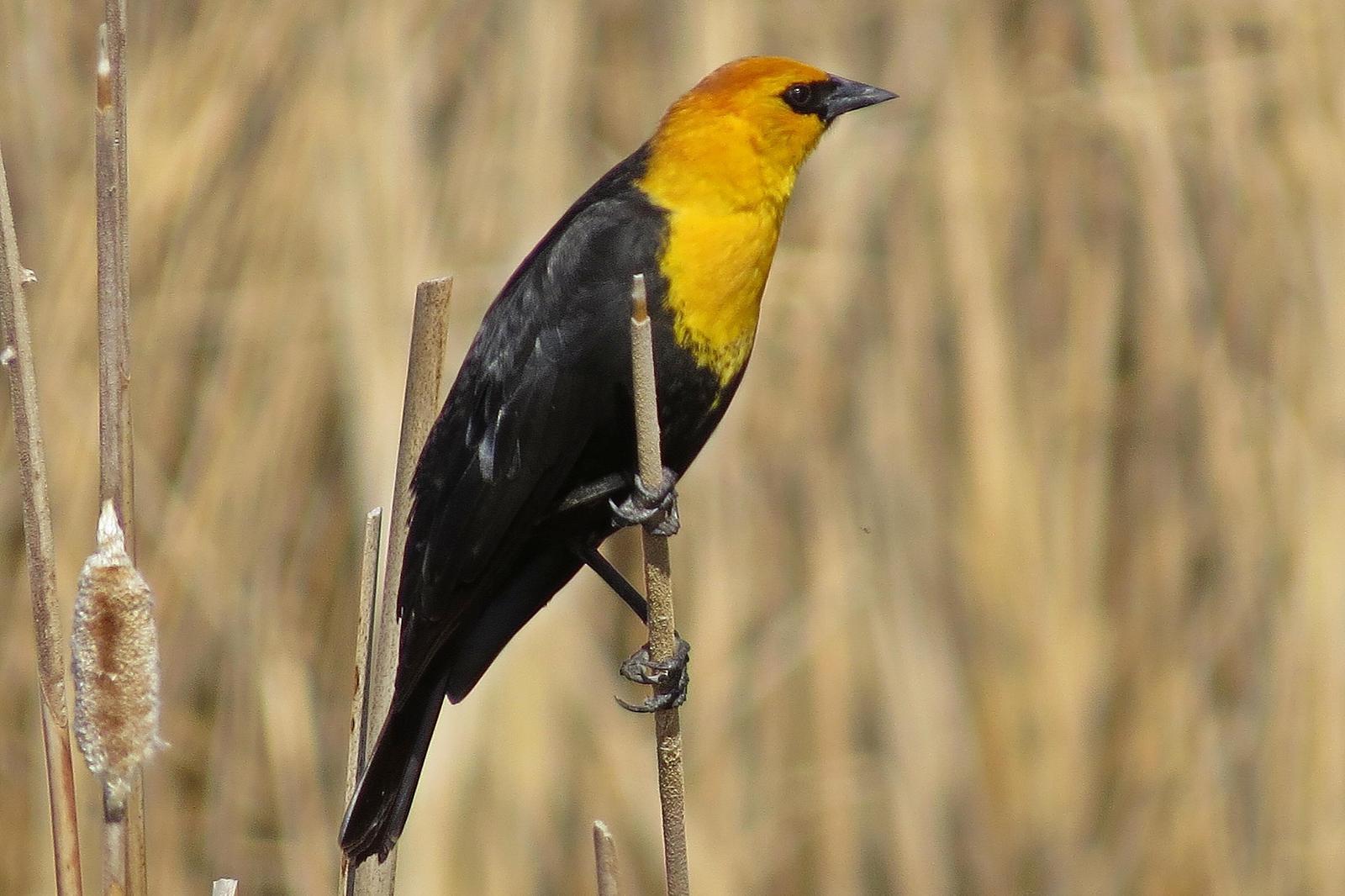 Yellow-headed Blackbird Photo by Enid Bachman