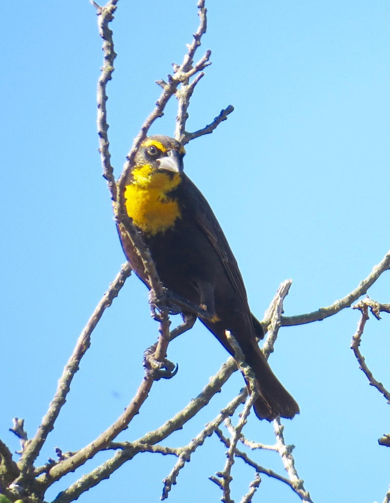 Yellow-headed Blackbird Photo by Don Glasco