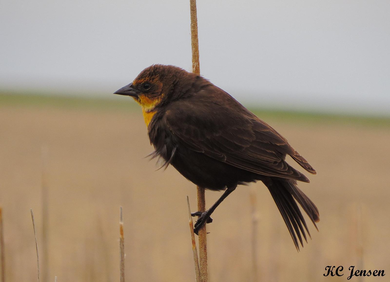 Yellow-headed Blackbird Photo by Kent Jensen