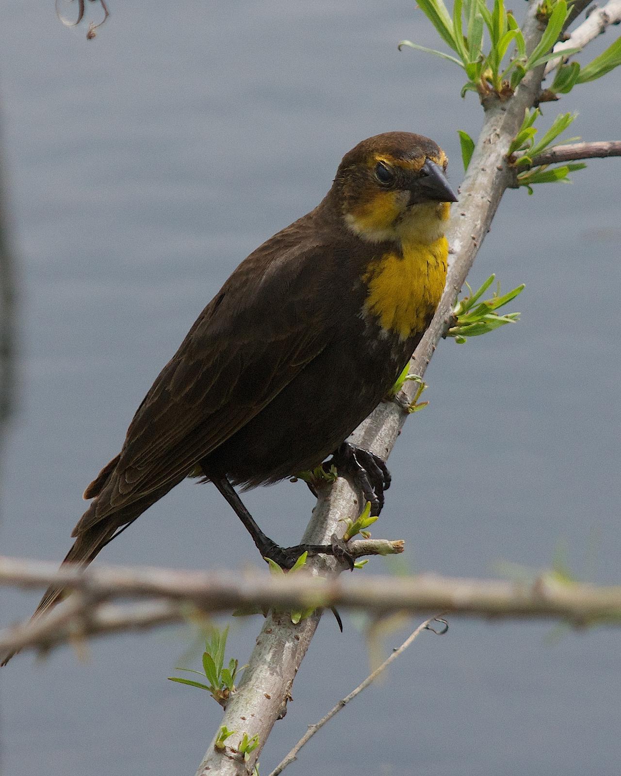 Yellow-headed Blackbird Photo by Gerald Hoekstra