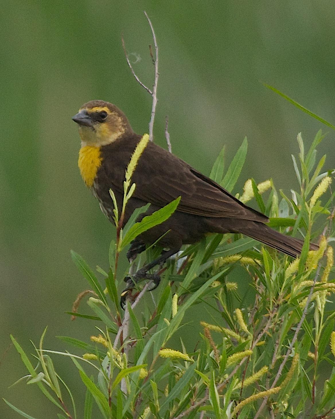 Yellow-headed Blackbird Photo by Gerald Hoekstra