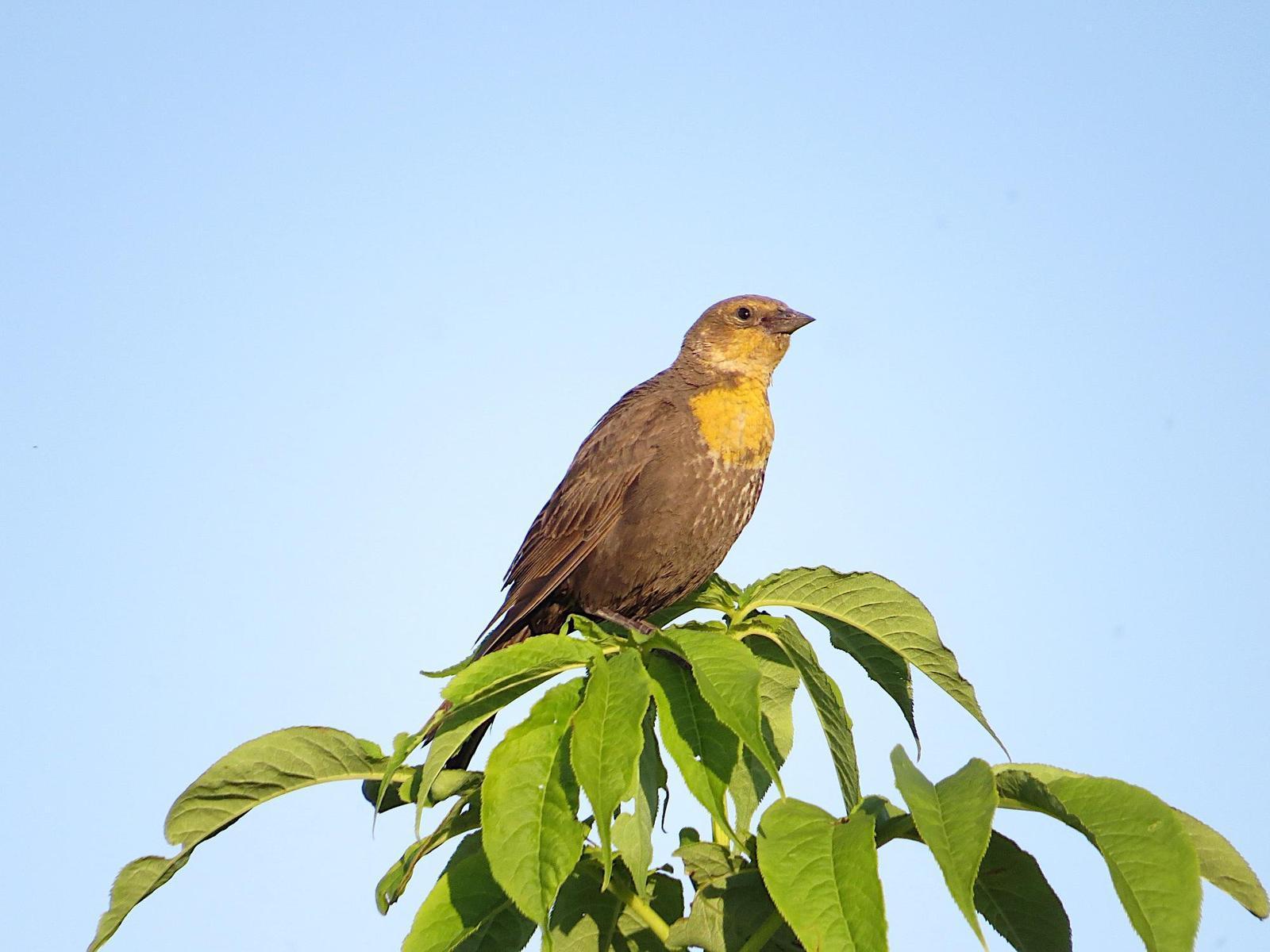 Yellow-headed Blackbird Photo by Brian Avent