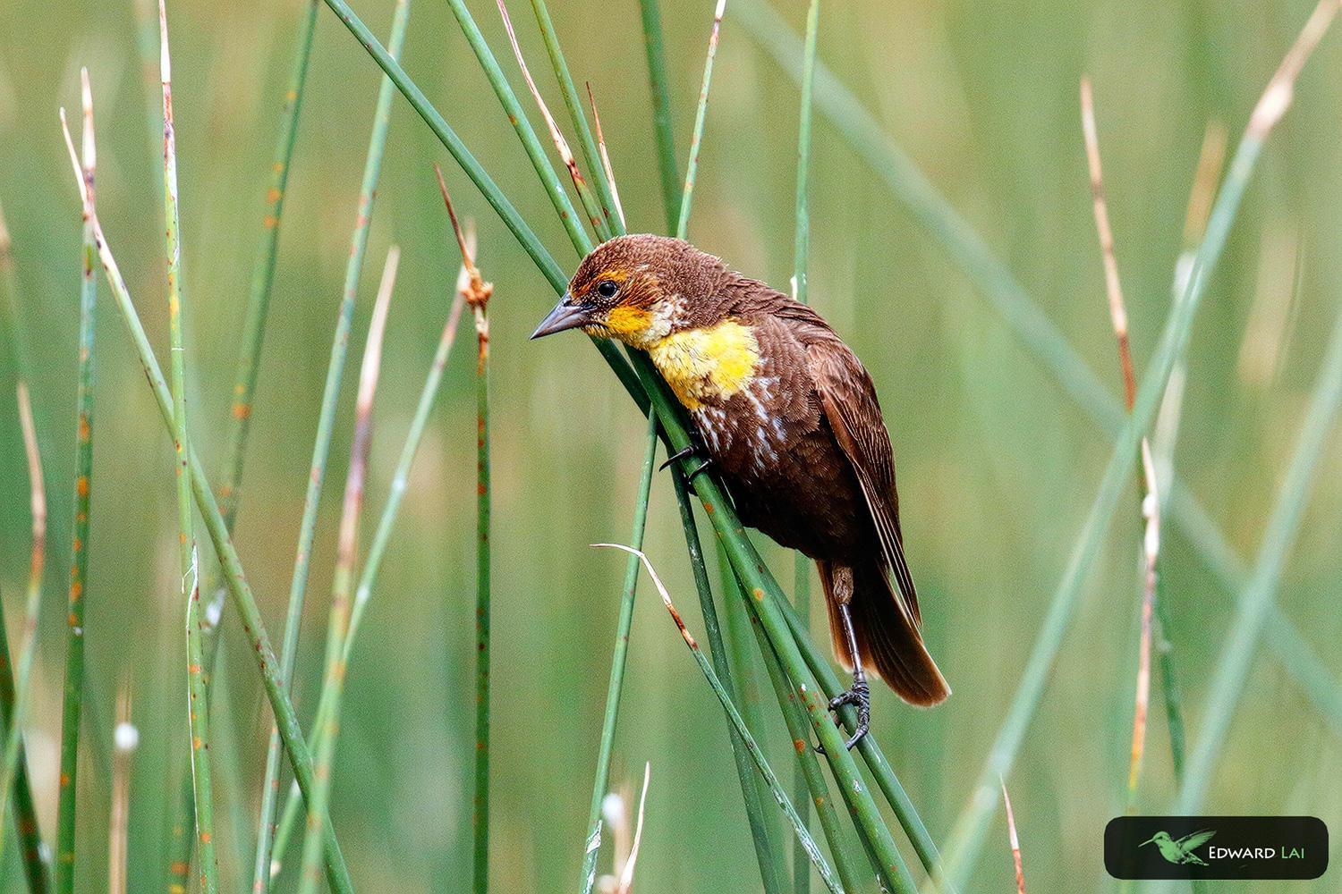 Yellow-headed Blackbird Photo by edward lai