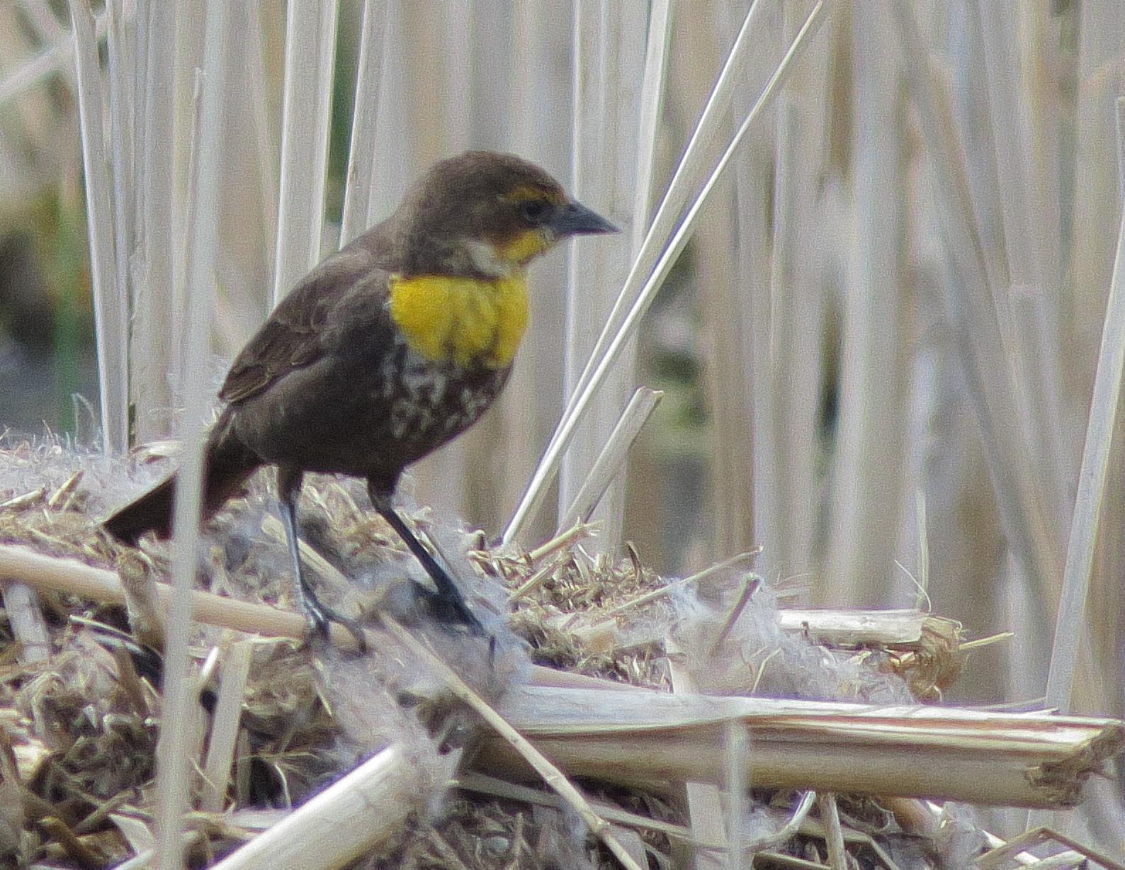 Yellow-headed Blackbird Photo by Kent Jensen