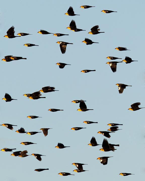 Yellow-headed Blackbird Photo by Mat Gilfedder