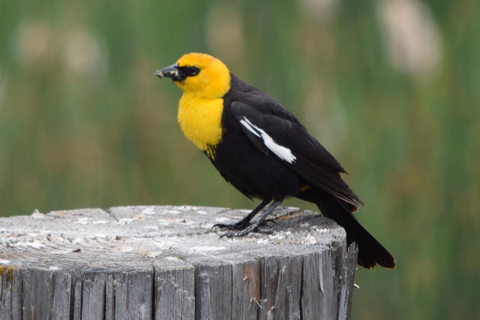 Yellow-headed Blackbird Photo by Ken Shawcroft