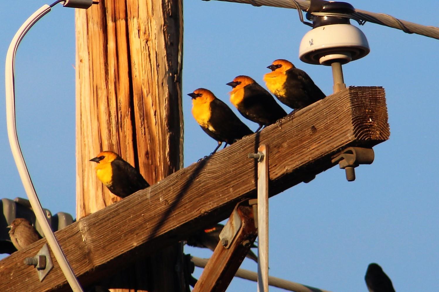 Yellow-headed Blackbird Photo by Tony Heindel