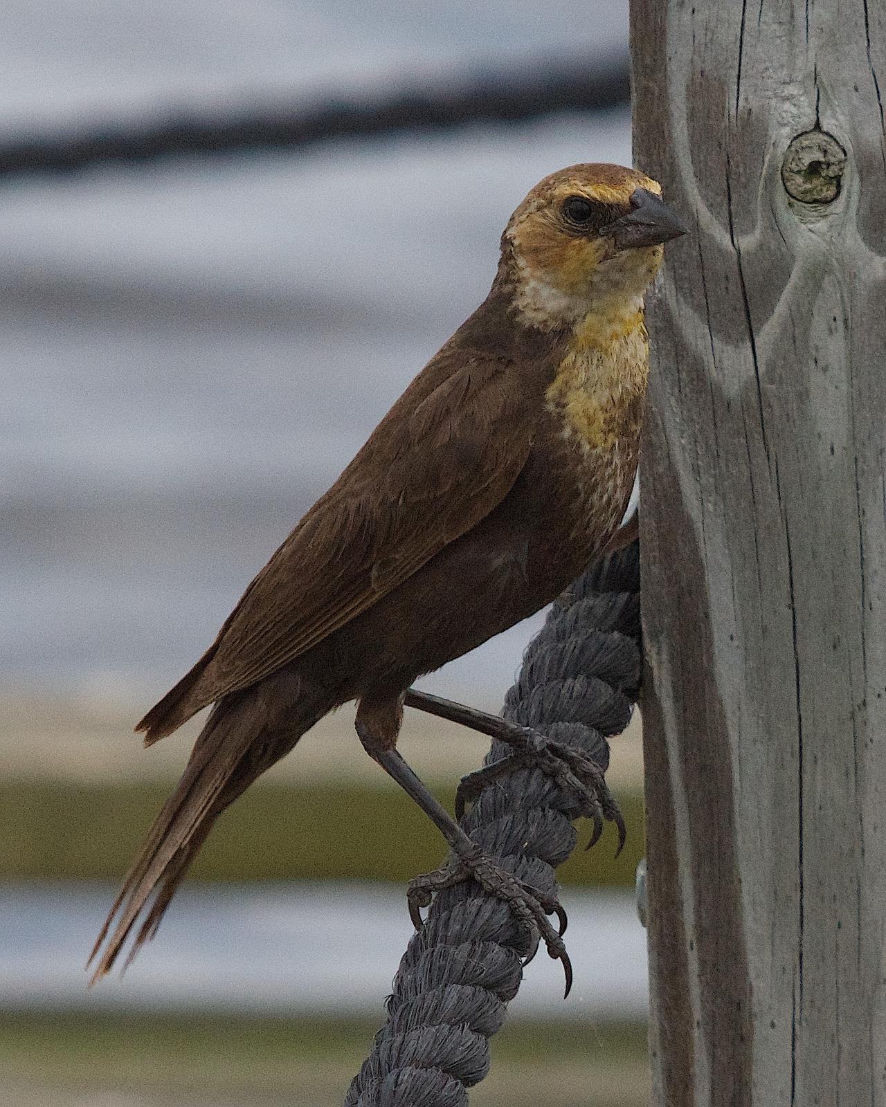 Yellow-headed Blackbird Photo by Gerald Hoekstra