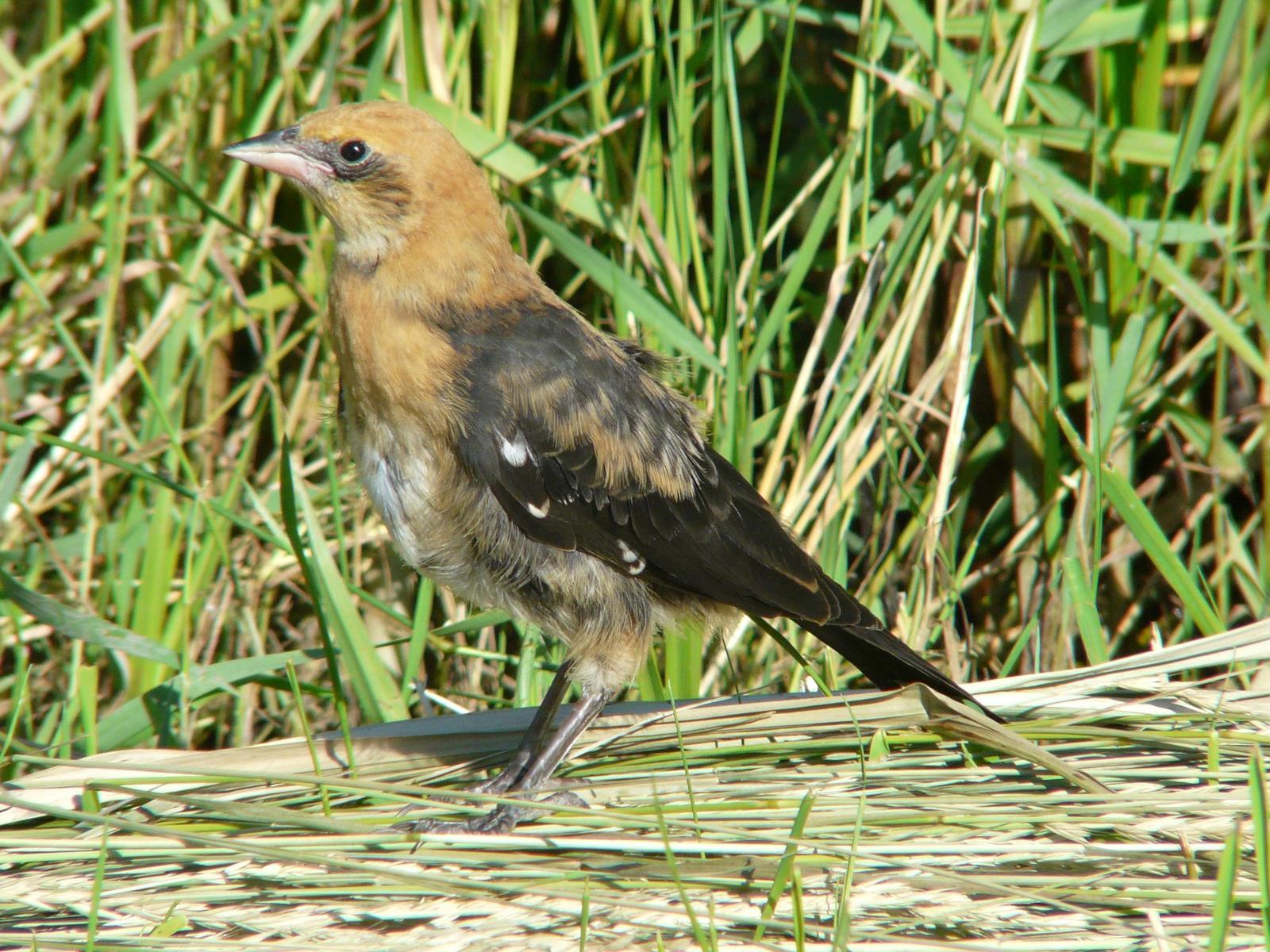 Yellow-headed Blackbird Photo by Bob Neugebauer