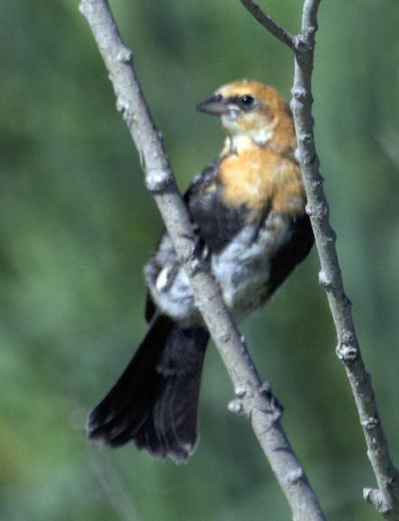 Yellow-headed Blackbird Photo by Dan Tallman