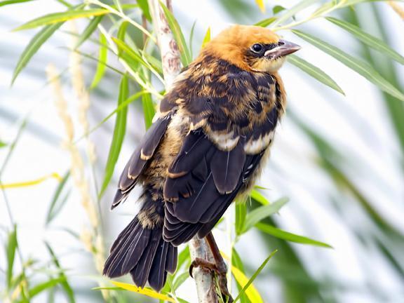 Yellow-headed Blackbird Photo by Dan Tallman