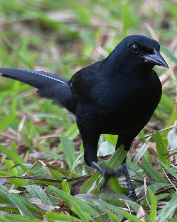 Melodious Blackbird Photo by Alvaro Jaramillo