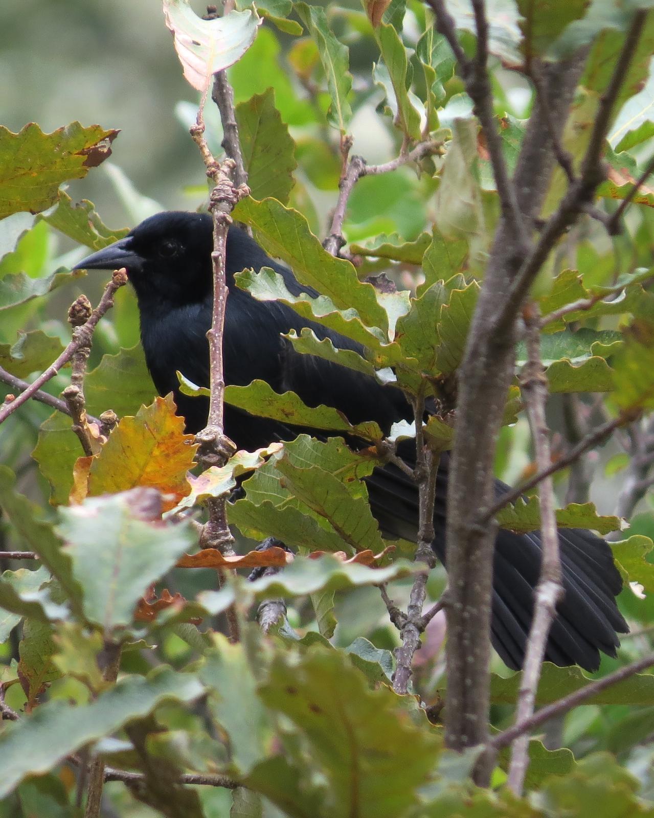 Melodious Blackbird Photo by John van Dort
