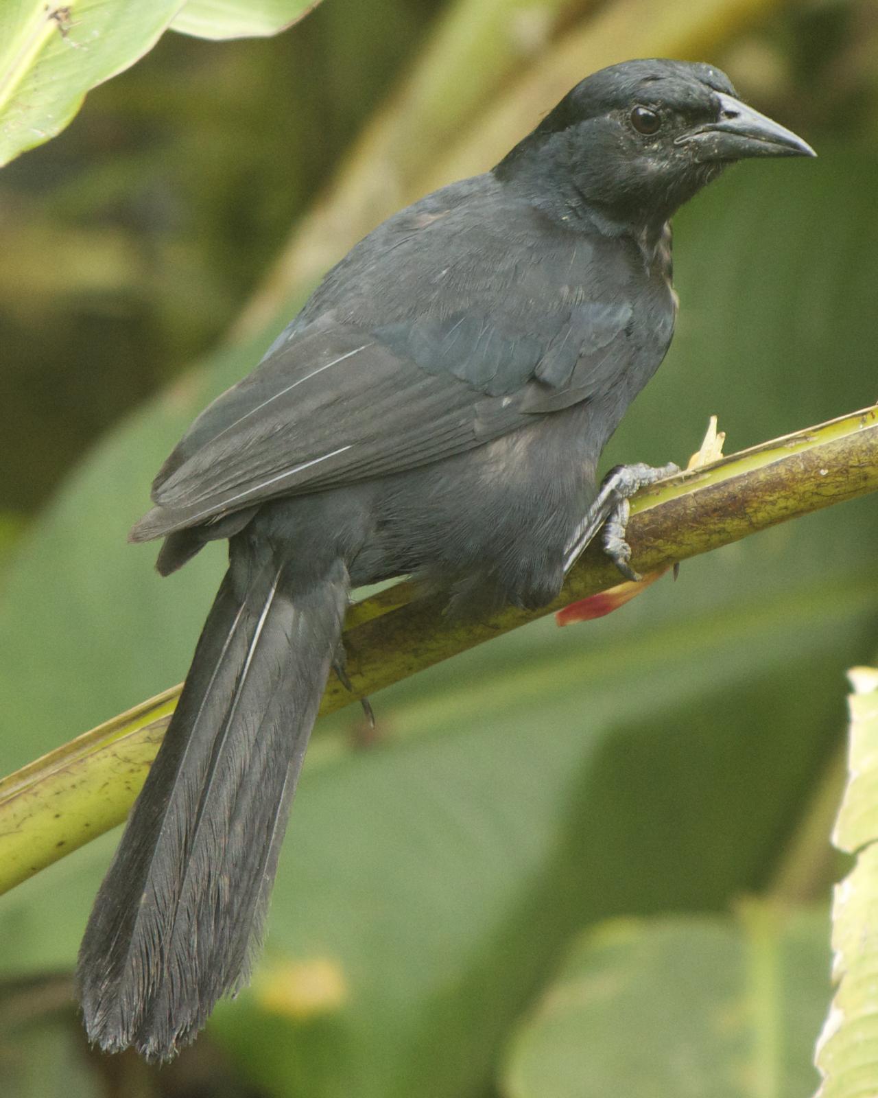 Melodious Blackbird Photo by Mark Baldwin