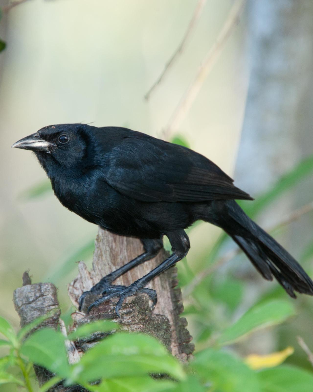 Melodious Blackbird Photo by Robert Lewis