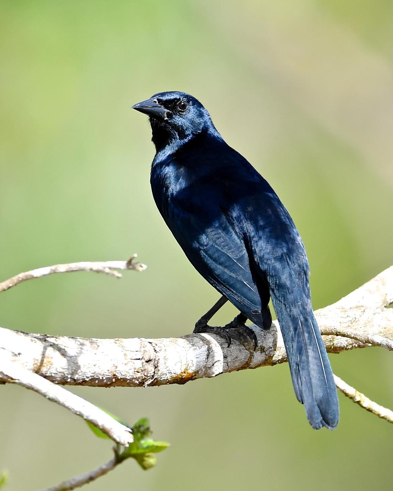 Melodious Blackbird Photo by Gerald Friesen
